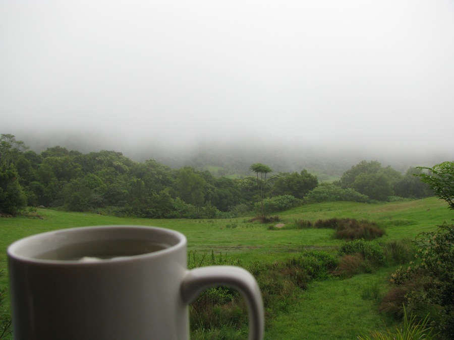 31 cups of oolong tea
