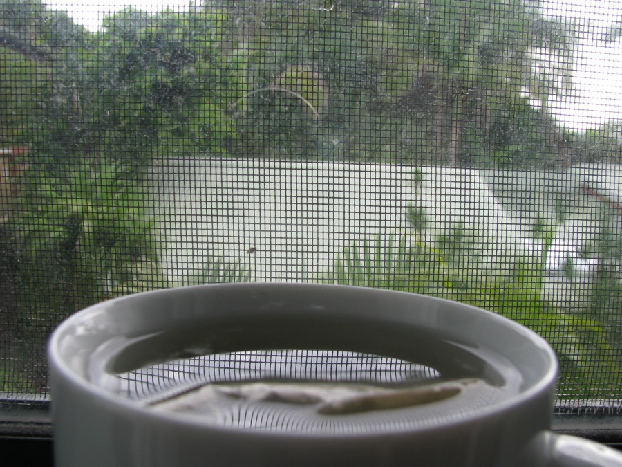 31 cups of oolong tea